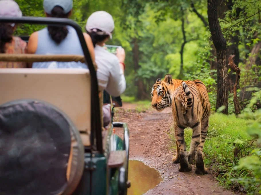 Discover the Wild Majesty of India on a Journey Tailored for British Explorers