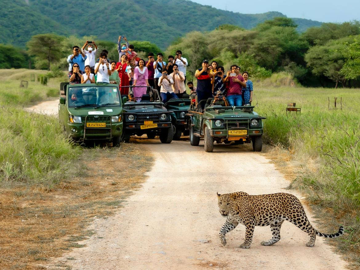 Spots in the Shadows: The Wild Secrets of Jhalana Leopard Safari