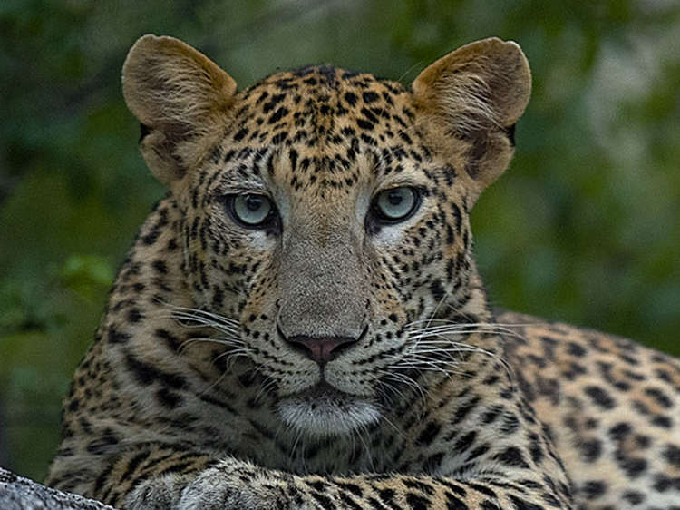 My Unforgettable Jawai Leopard Safari Experience in Rajasthan