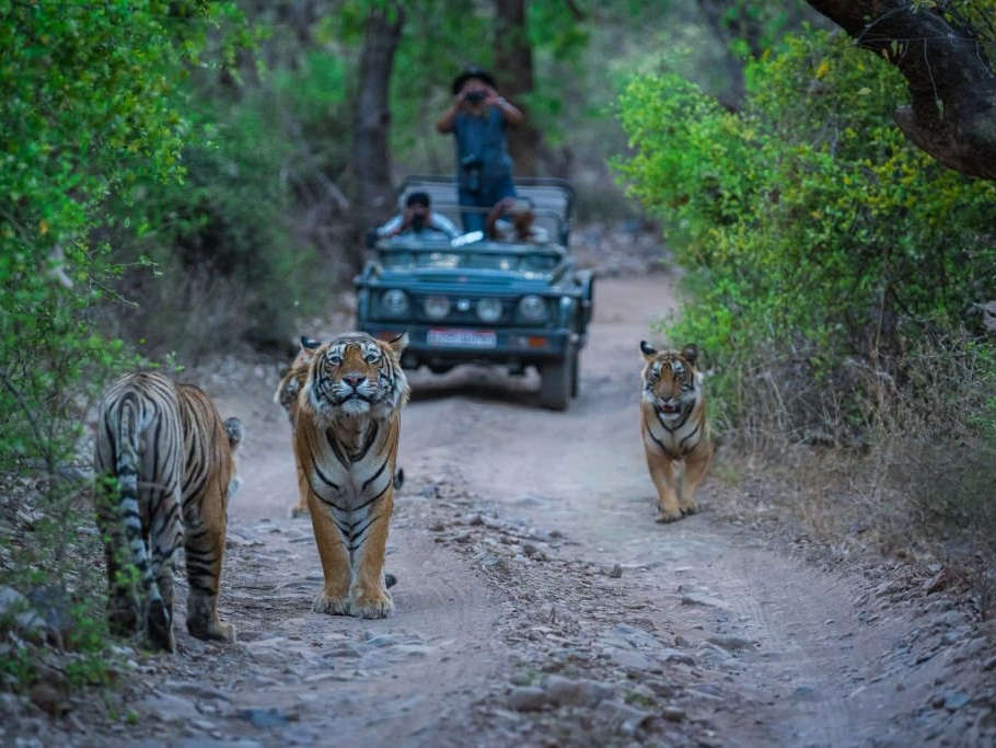 Wildlife & Culture Safari: An Epic Bucket-List Adventure