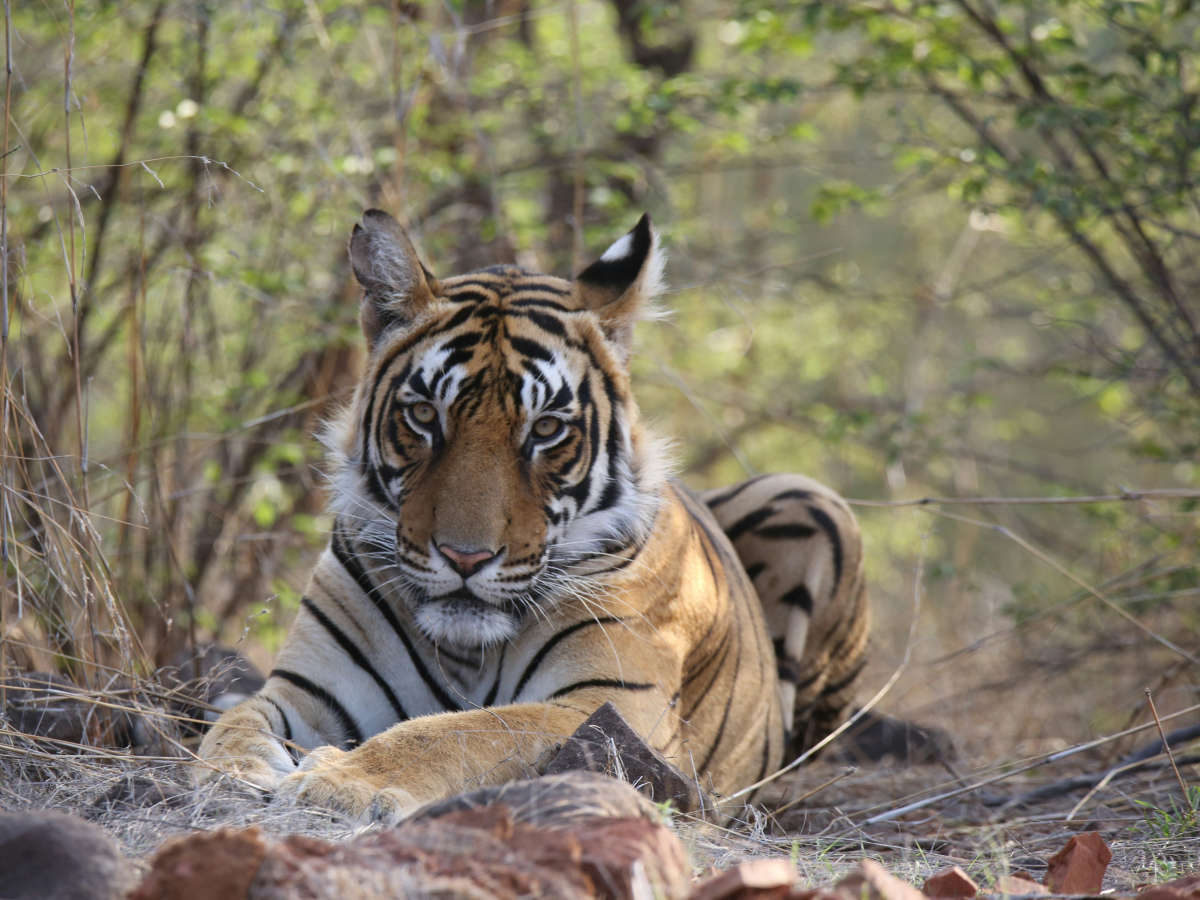Wild Encounters and Cultural Wonders Await Down the Jungle Trail