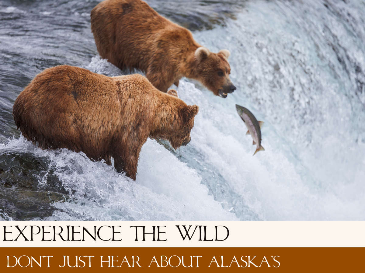 Bear Viewing in Alaska: An Experience Like No Other