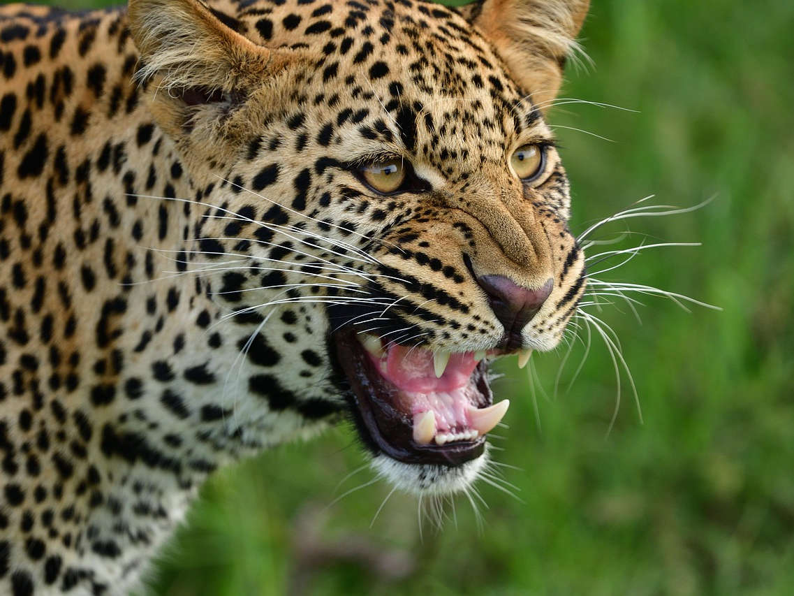 Jawai Leopard Safari Experience :Best Time to Visit, How to Reach Jawai & What to Expect