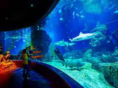 Sea Life Bangkok Ocean World – Dive into an Underwater Wonderland