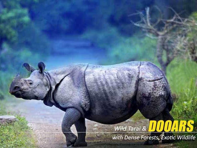 Unveil Nature’s Majesty with a Dooars Package Tour with Jaldapara Elephant Safari