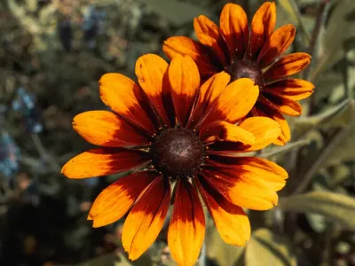 Golden Ember Bloom