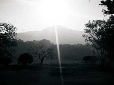 Light Through the Trees