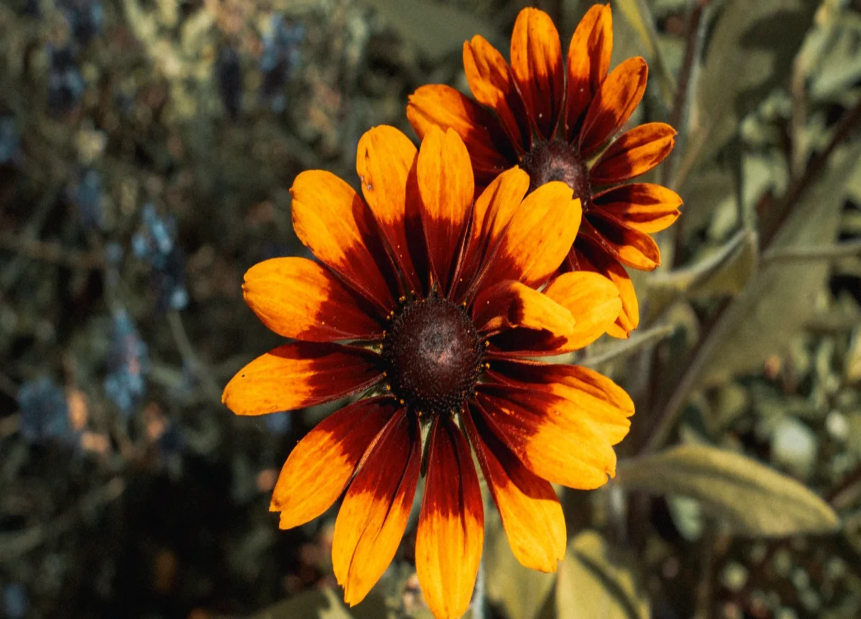 Golden Ember Bloom