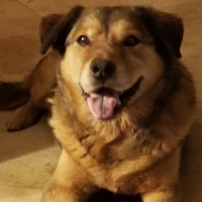 Garys Chauffer Services LLC image