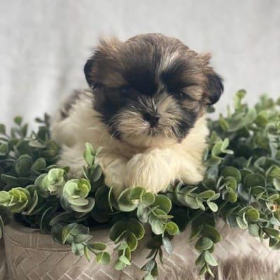 Teacup poodle puppies  gallery image.