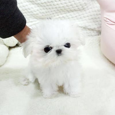 Teacup poodle puppies  gallery image.