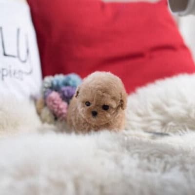 Teacup poodle puppies  gallery image.