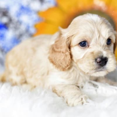 Teacup poodle puppies  gallery image.