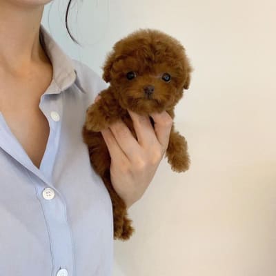 Teacup poodle puppies  gallery image.