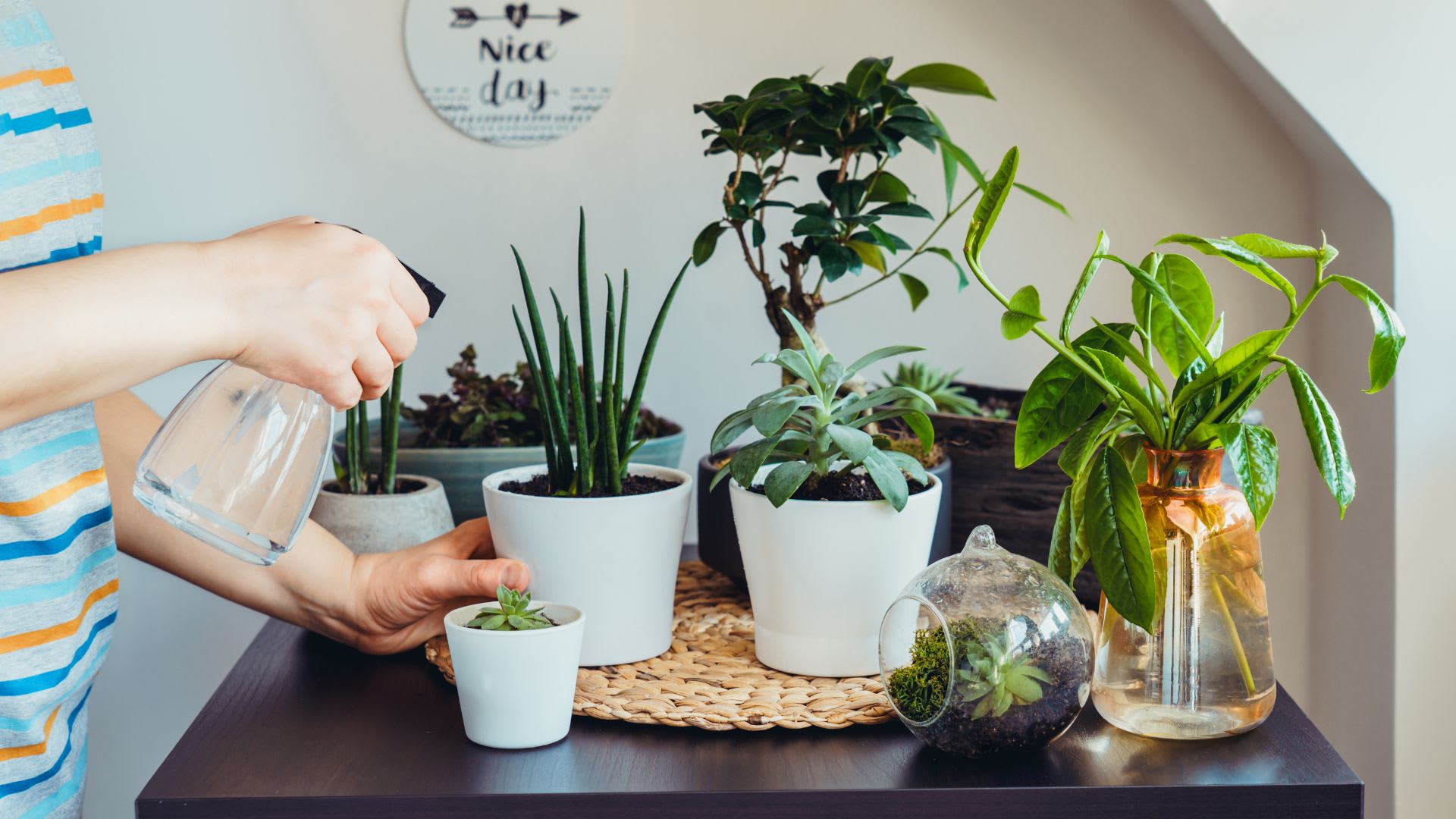 Houseplants for your new home