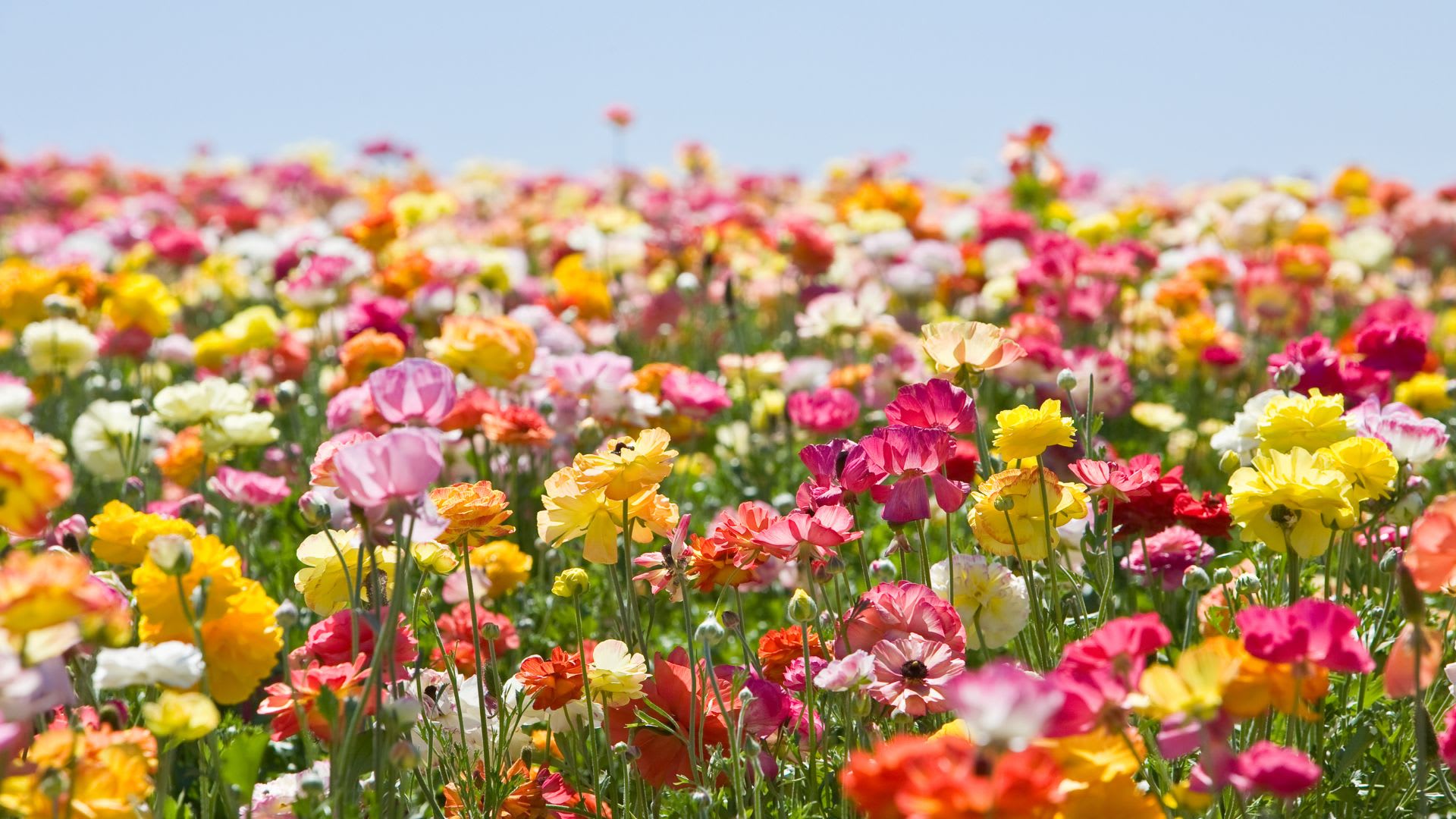 Gardening ideas for Spring