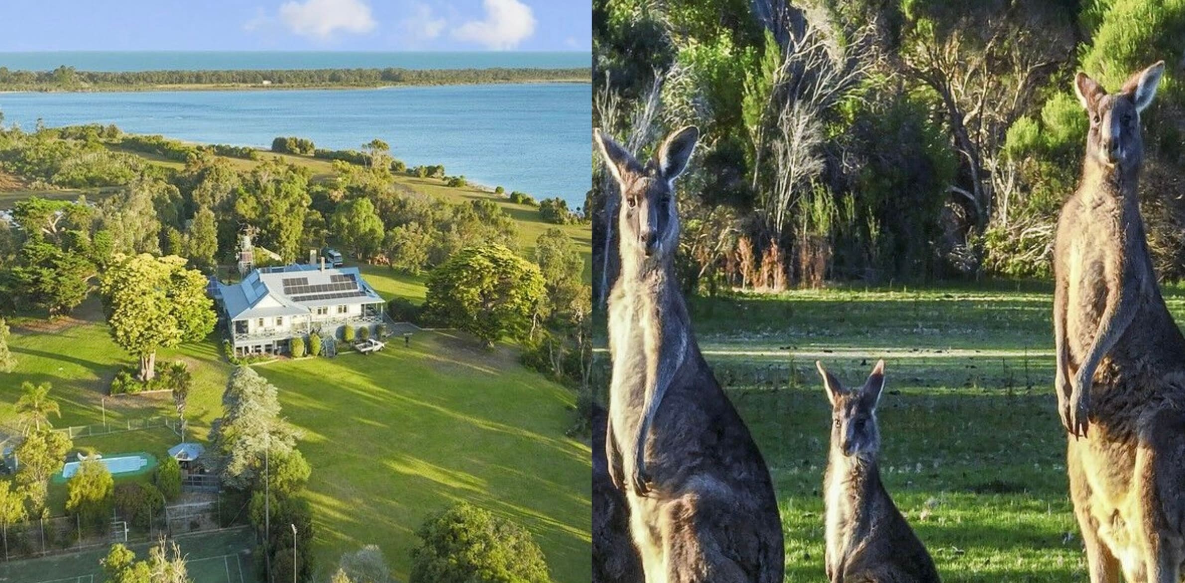 Kangaroos on Fraser Island