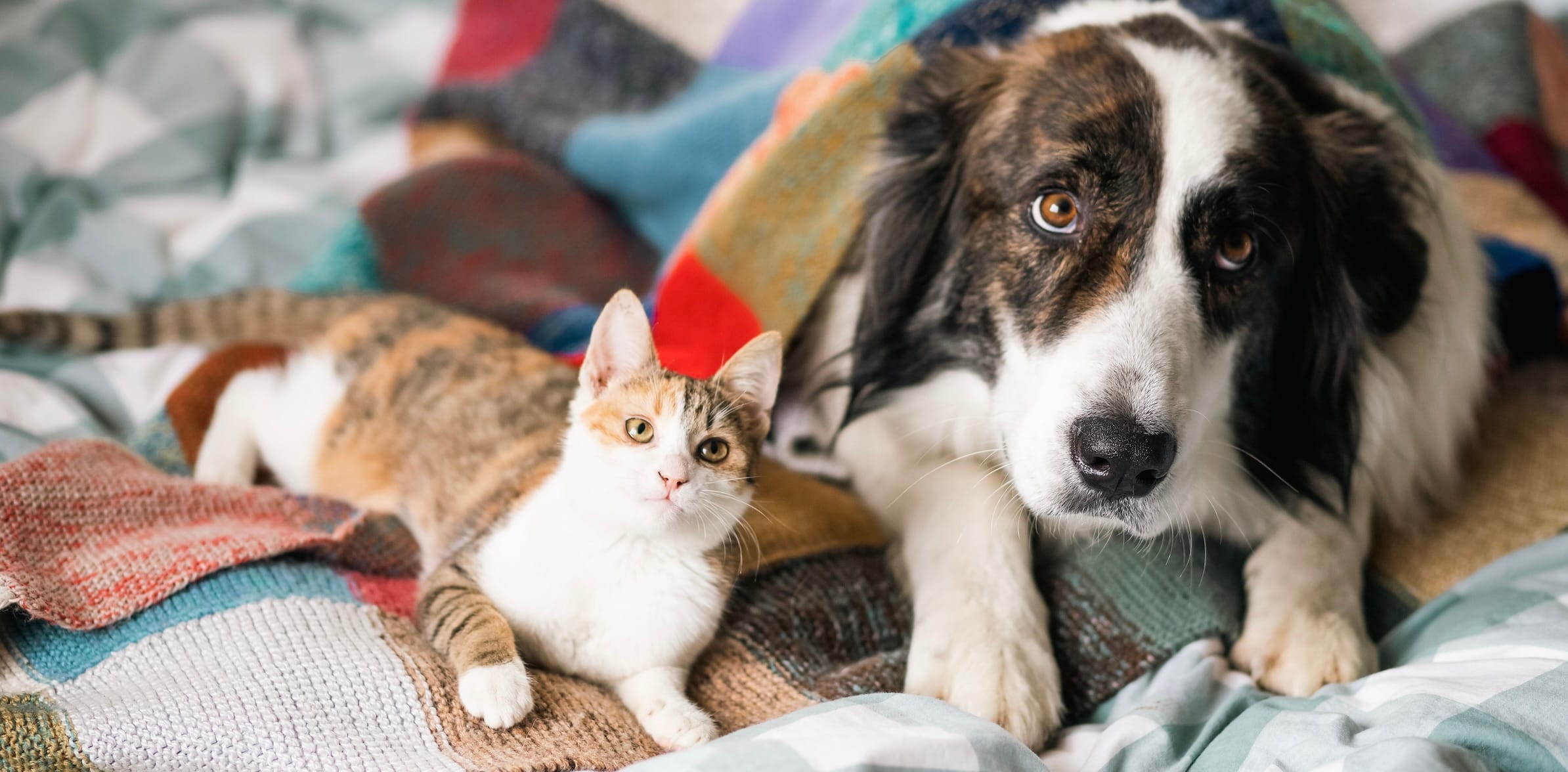 Cat and dog laying next to each other