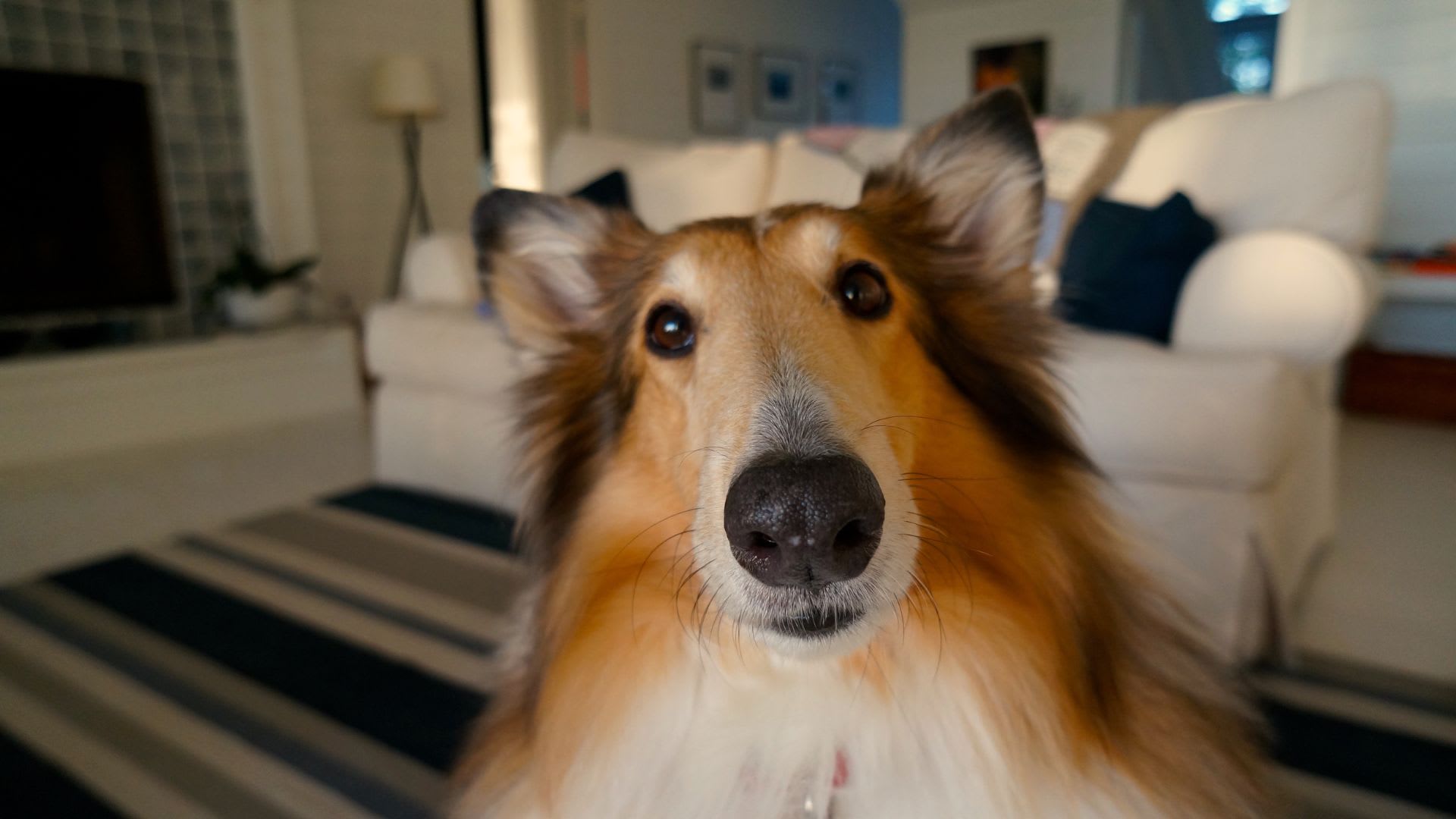 Selling a home when you have pets
