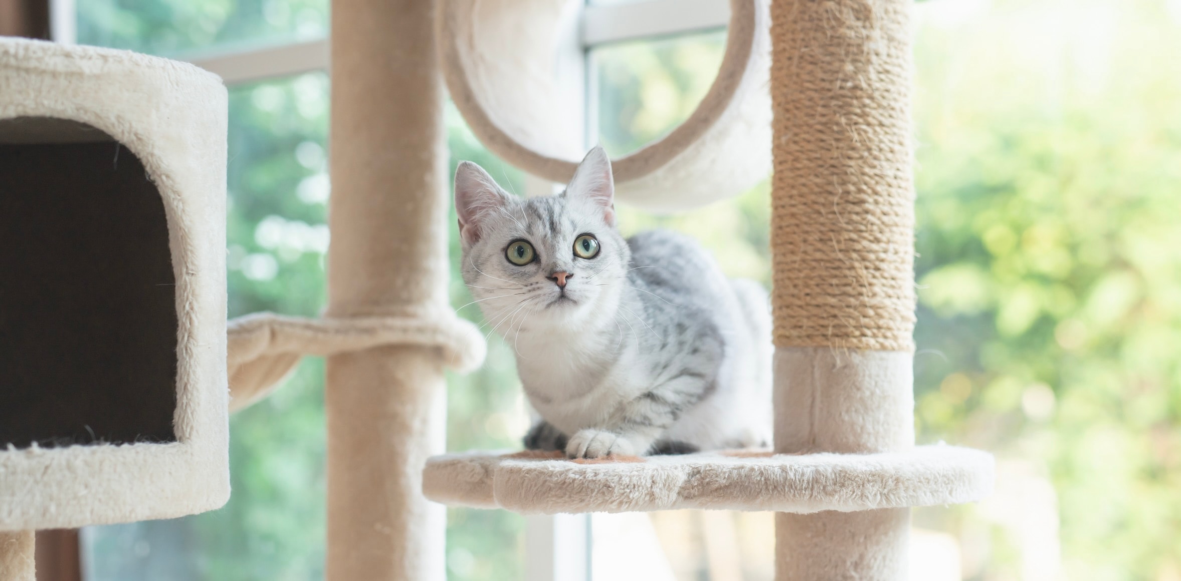 Grey cat inside a house