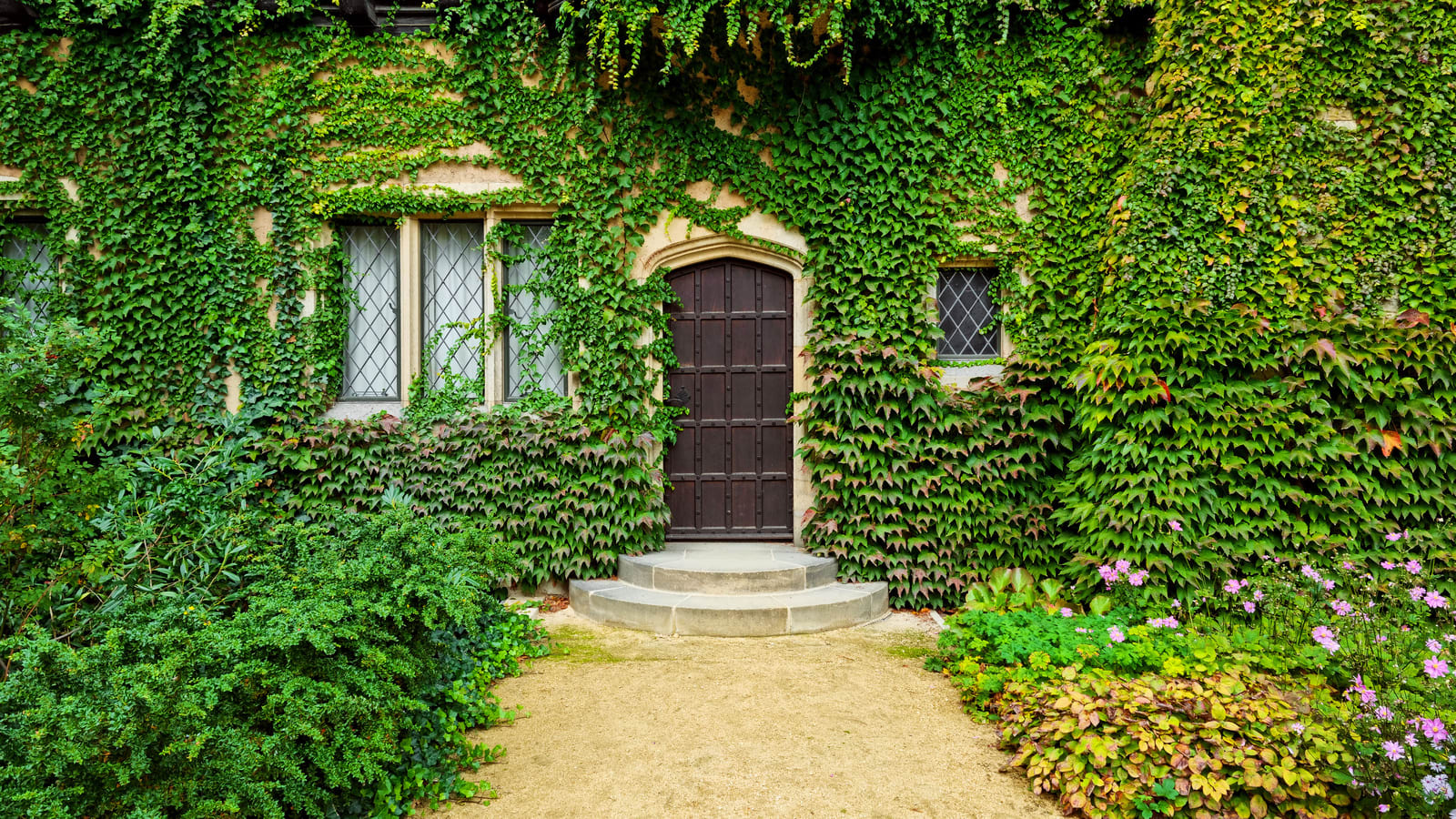 house facade covered by green ivy and vines. creeper plants Remax Billboard