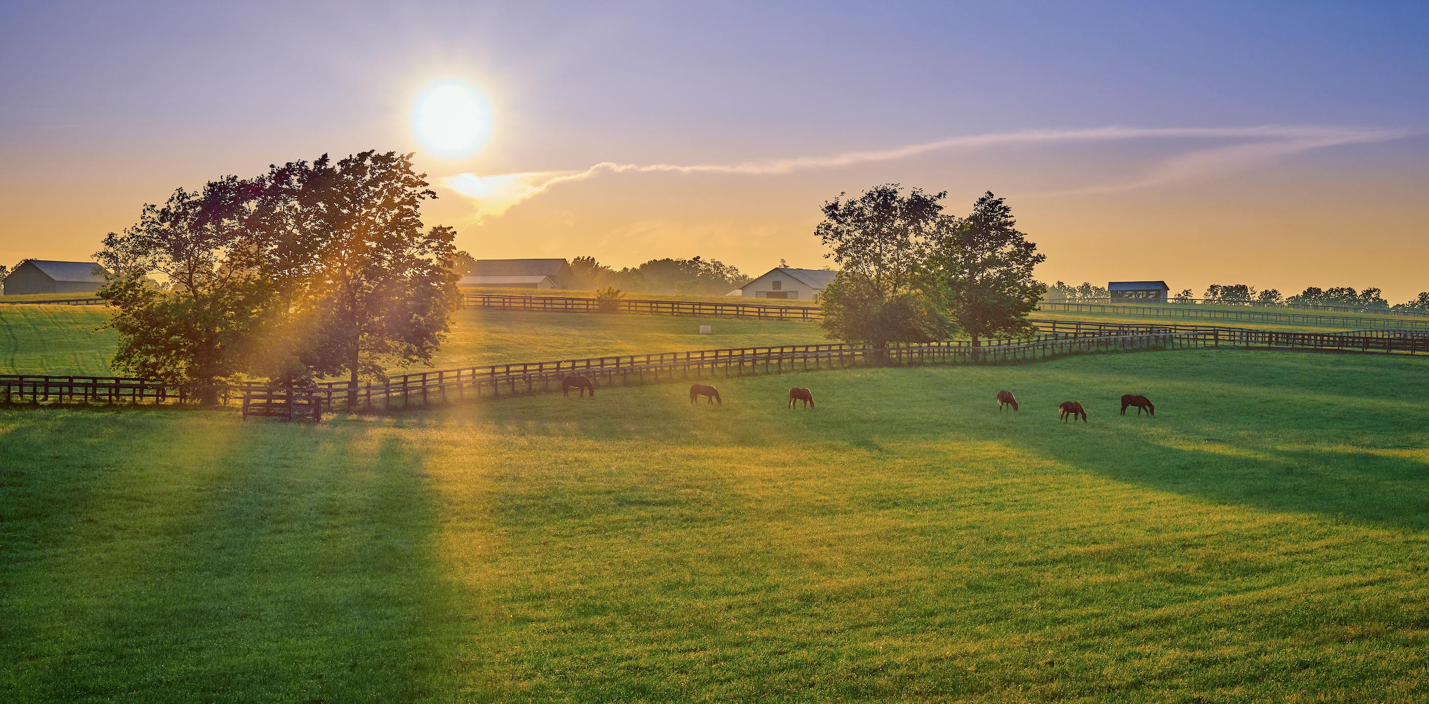 Horses grazing in a green field with the sun shining