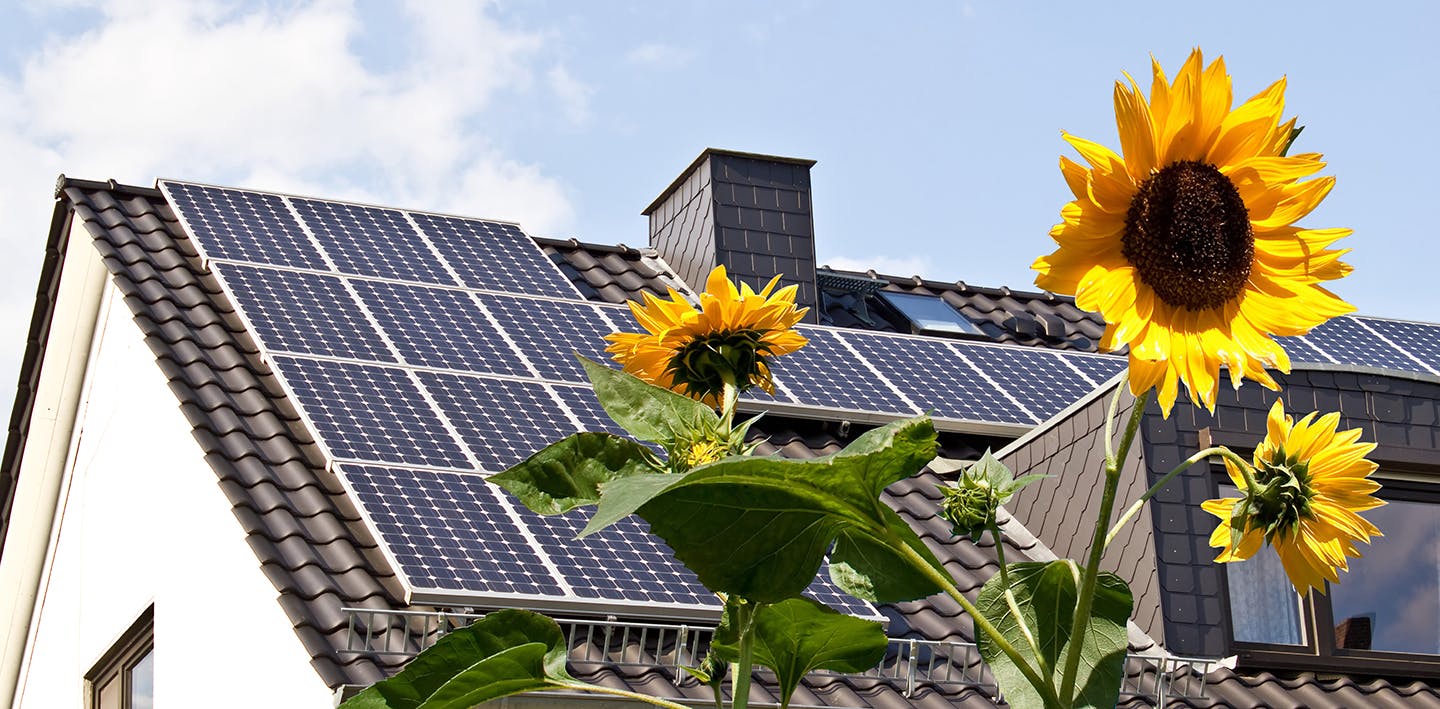 Sunflowers in the foreground and solar panels on the roof of a home in the background of the image.