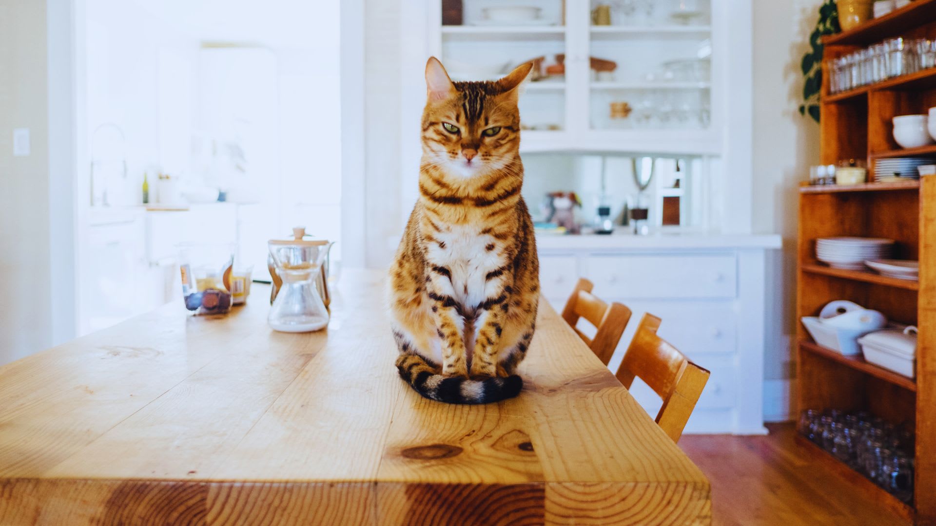 Cat sitting on counter when homeowner is selling a house