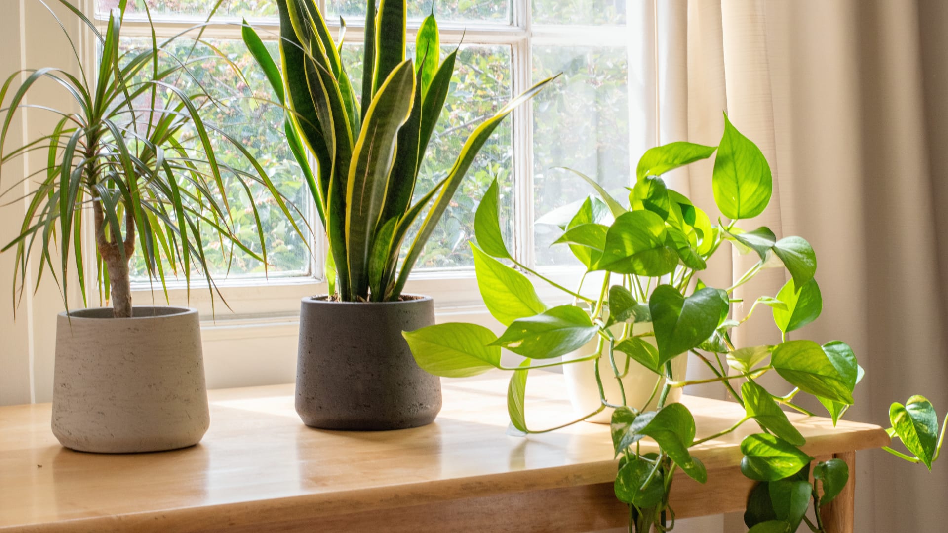 How a Few Plants Can Refresh Your Entire Home