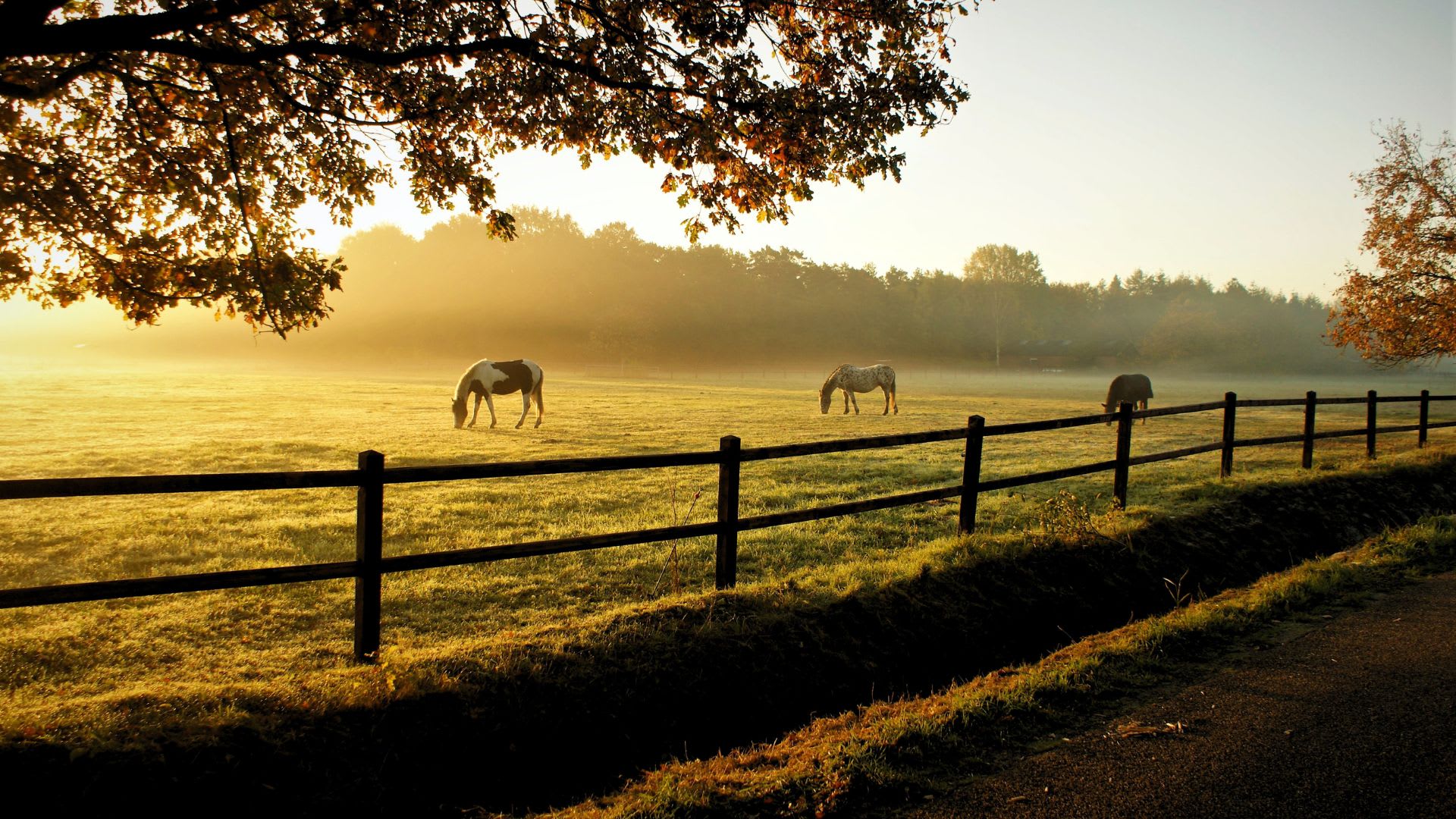 What Makes a Great Equestrian Property? 10 Features to Look For