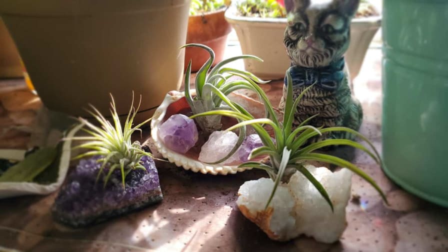 Tillandsia Jellyfish Air Plant in Sea Urchin - Floating houseplant easy care