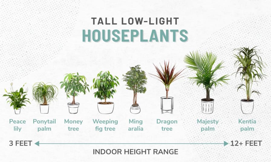 33 Low Light Houseplants To Bring Your