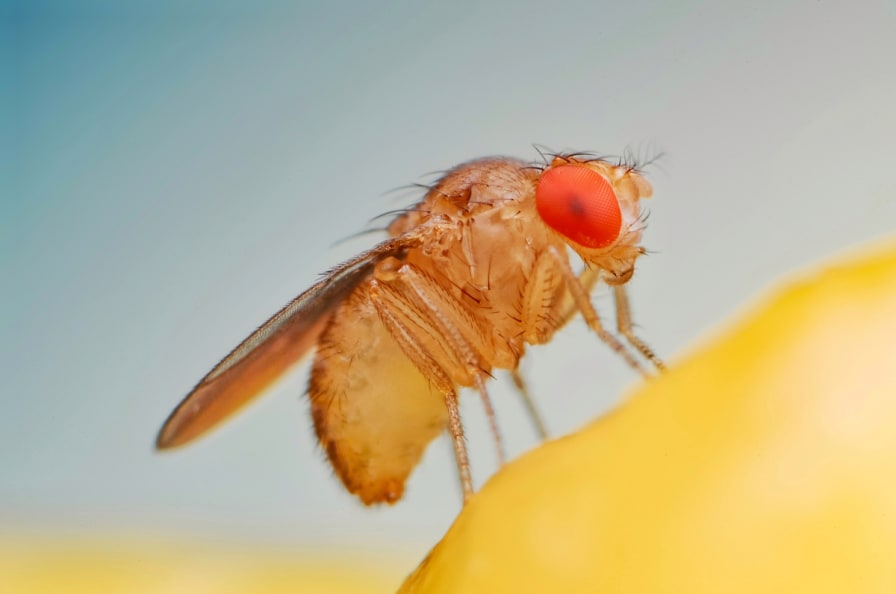 The Best DIY Fruit Fly Trap for Getting Rid of Fruit Flies