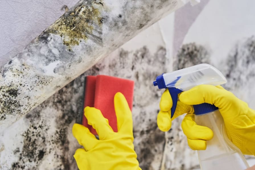 Got Mold?  Cleaning & Maintenance Management