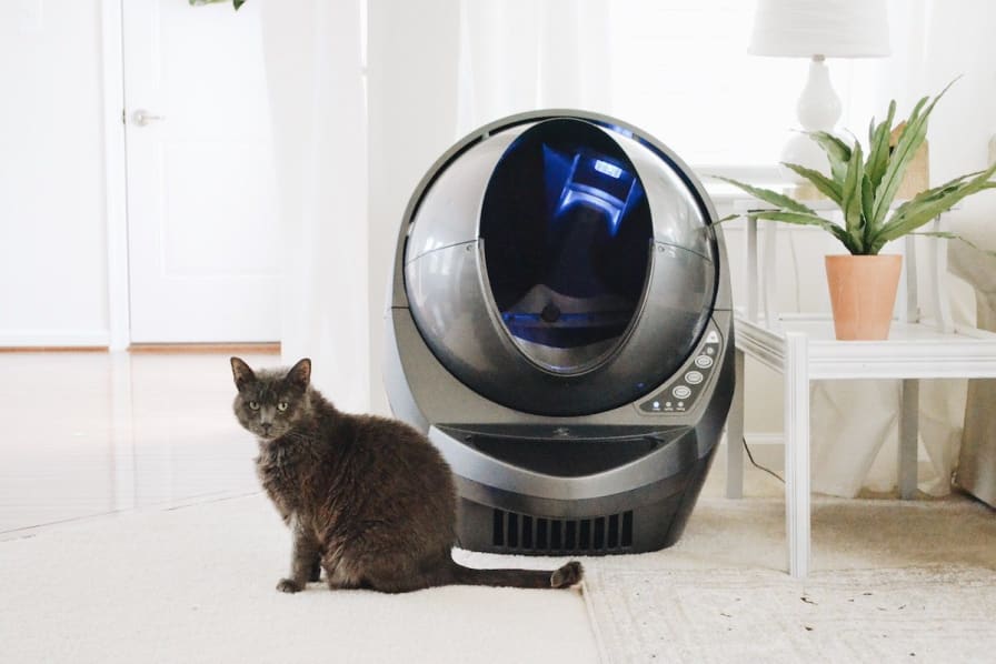 Where to put a litter box in a small apartment - The Washington Post