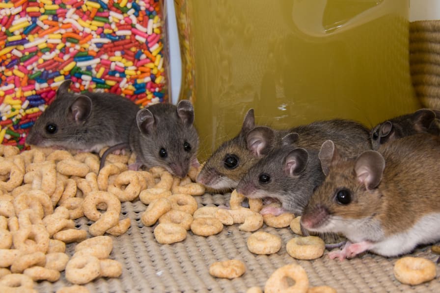 How to get rid of mice and rats in the house