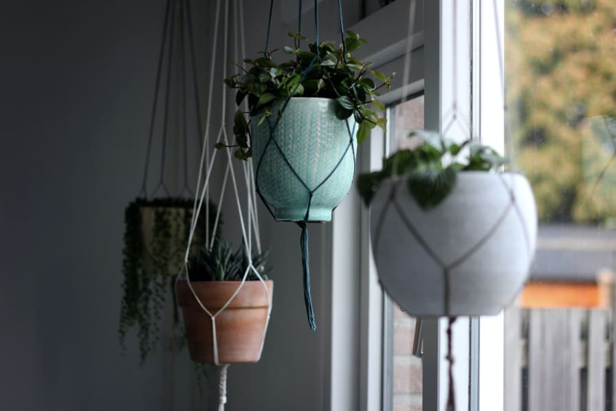 How to Hang Plants From The Ceiling, Rental Edition