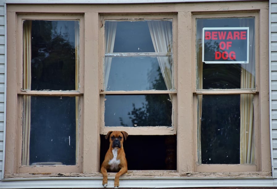 What to Do When a Neighbor s Dog Won t Stop Barking