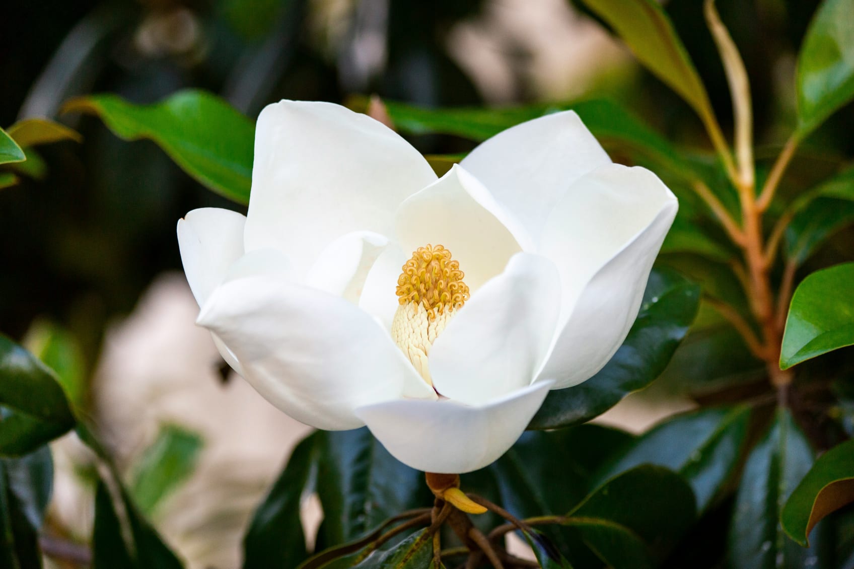 Magnolia flower