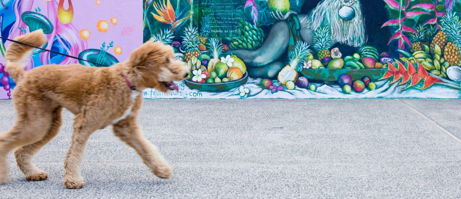 9 Best Dogs for Apartments Rent. Blog