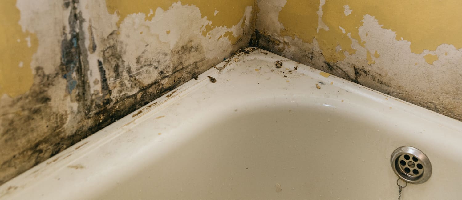 https://res.cloudinary.com/rent-blogs/images/f_auto,q_auto/v1678287564/bathroommold_hero_shutterstock_1150716179/bathroommold_hero_shutterstock_1150716179.jpg?_i=AA