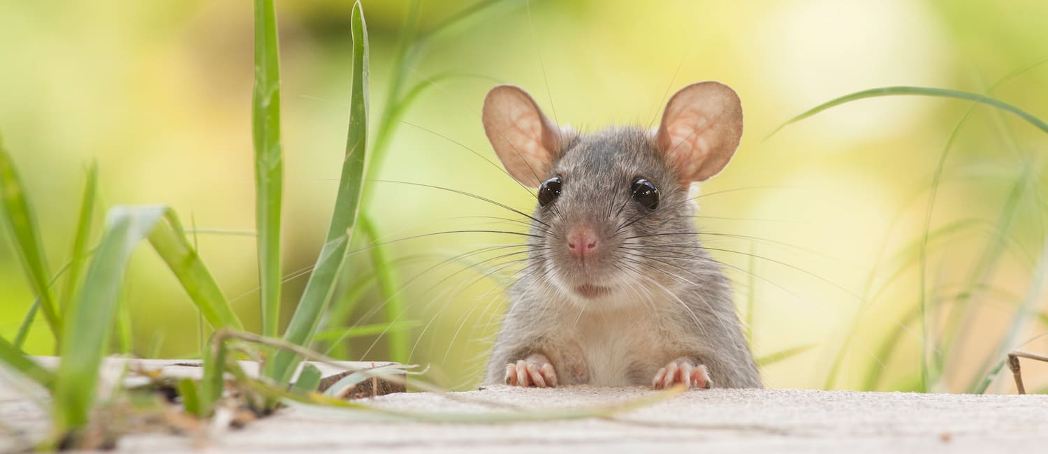 Blog - Why Mouse Traps Just Aren't Working In Your Houston Home