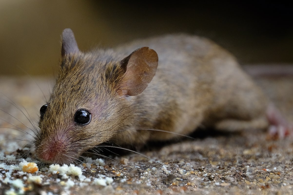 How to Help Get Rid of Mice in an Apartment