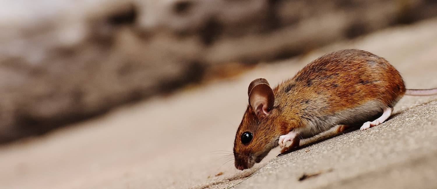 This cruelty-free rodent repeller drives mice away from your