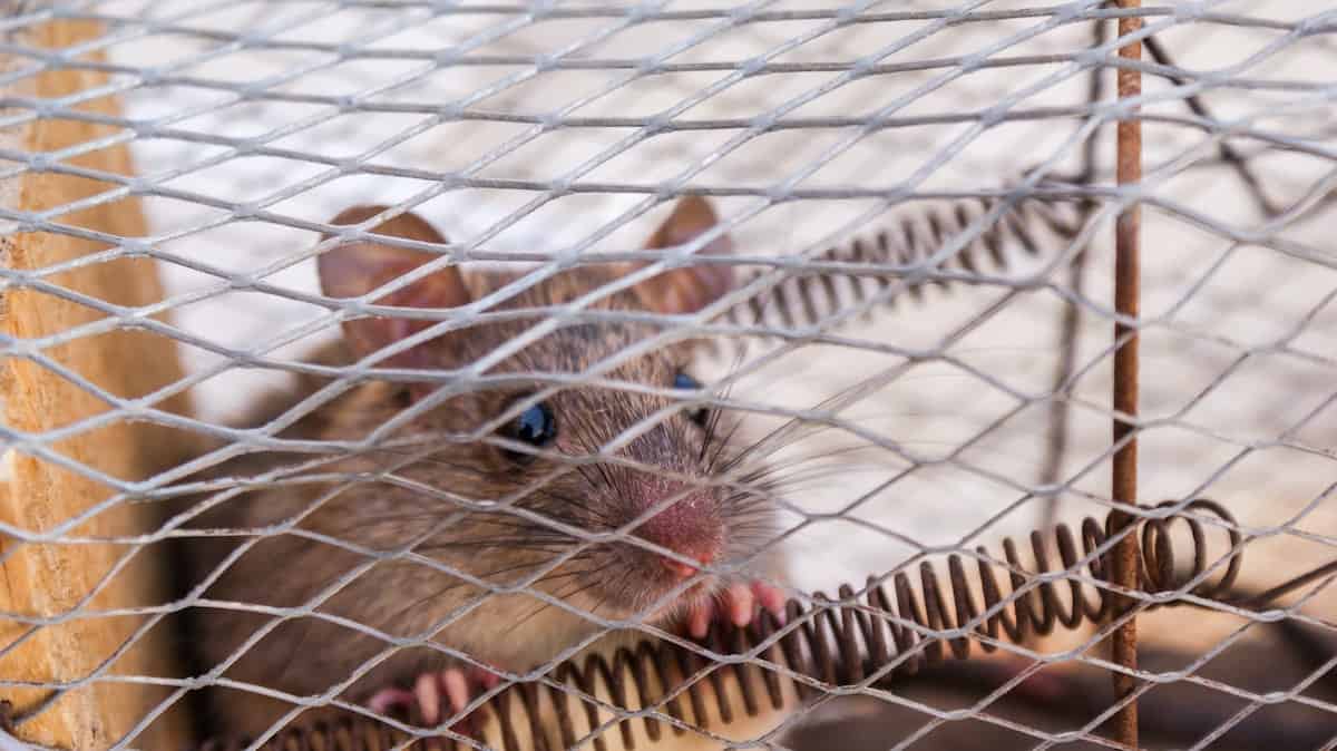 How to Catch a Mouse Without Killing It: 10 Steps (with Pictures)