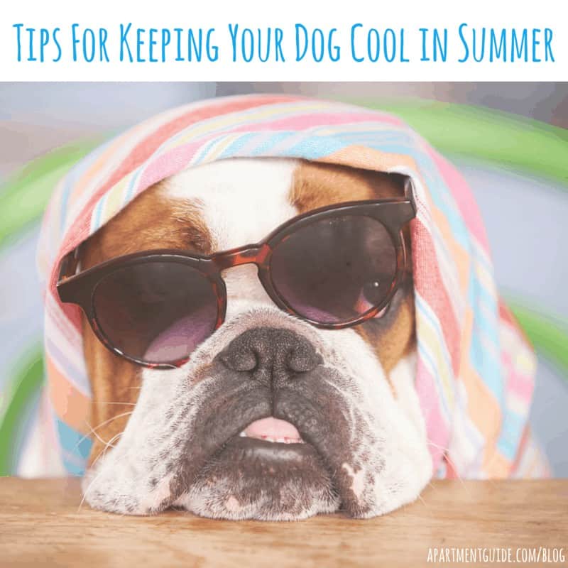 https://res.cloudinary.com/rent-blogs/images/f_auto,q_auto/v1678297779/Tips-For-Keeping-Your-Dog-Cool-This-Summer/Tips-For-Keeping-Your-Dog-Cool-This-Summer.jpg?_i=AA