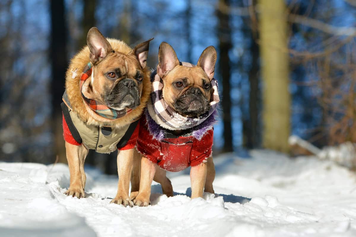 Winter Pet Safety: Outdoor Dog & Winter Shelter Tips