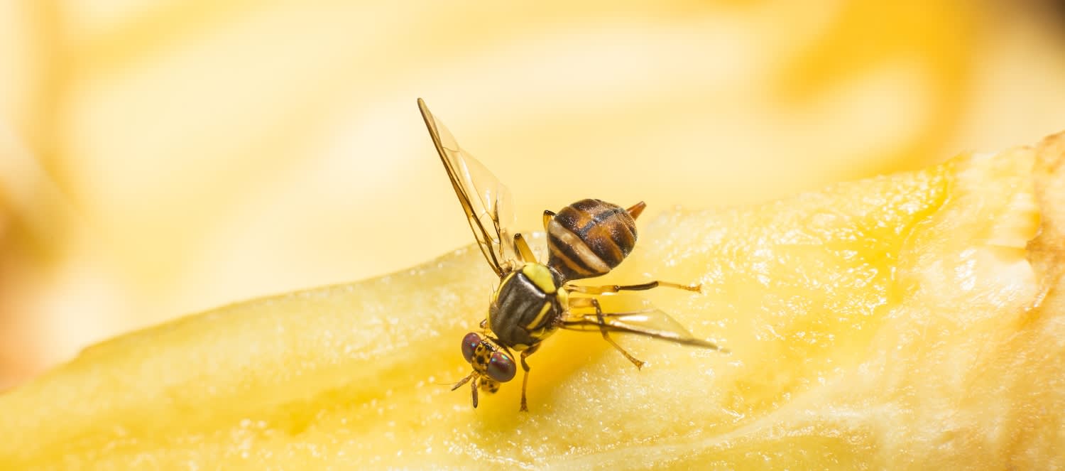 How to Make a Fruit Fly Trap - CHOW Tip 