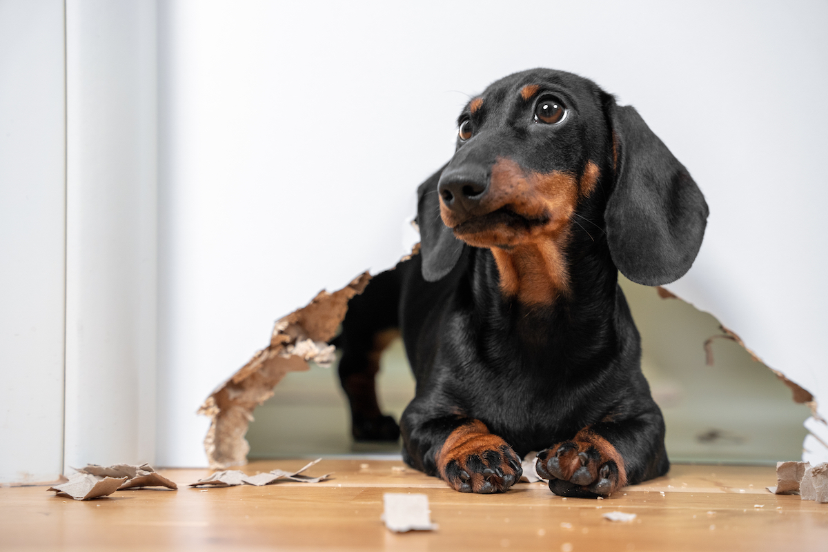 This dog is in trouble for damaging the wall, but that