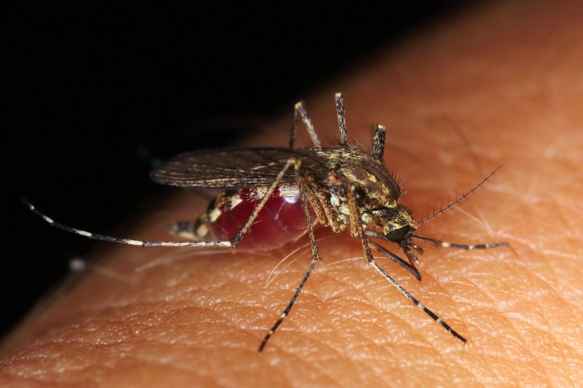 How to get rid of mosquitoes at home: 10 Natural Tips and Tricks